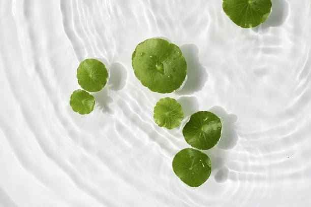 Centella Asiatica